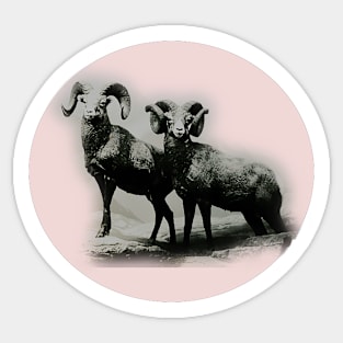 Mountain goats Sticker